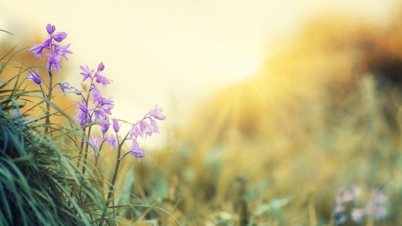 Hz. Âdem (a.s.) Kimdir? Hayatı ve Kıssası